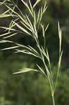 Smooth brome